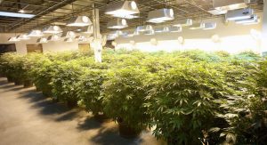 Grow Marijuana Cultivation Center